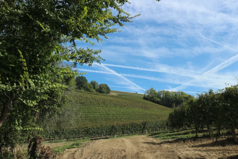 Wine Tours in North Italy: where to go for wine tasting